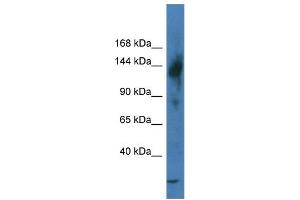 WB Suggested Anti-Trerf1 Antibody   Titration: 1.