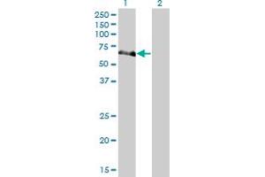 Western Blot analysis of NEK10 expression in transfected 293T cell line by NEK10 monoclonal antibody (M01), clone 1C9.
