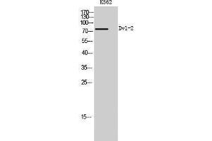 Western Blotting (WB) image for anti-Dishevelled, Dsh Homolog 2 (Drosophila) (DVL2) (C-Term) antibody (ABIN3184366) (DVL2 Antikörper  (C-Term))