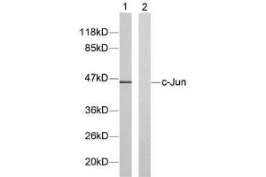 Western blot analysis of extracts from HeLa cells using c-Jun (Ab-91) antibody (E021021). (C-JUN Antikörper)