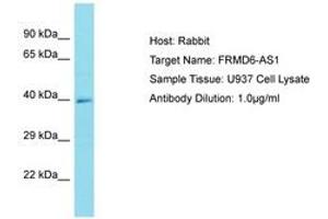 Image no. 1 for anti-FERM Domain Containing 6 (FRMD6) (AA 276-325) antibody (ABIN6750759) (FRMD6 Antikörper  (AA 276-325))
