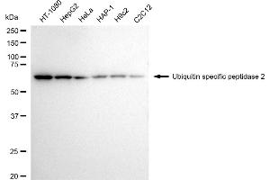 Western blotting analysis using Ubiquitin specific peptidase 2 antibody (ABIN7800728).