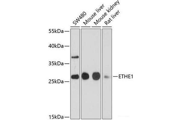 ETHE1 Antikörper