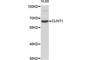 Western blot analysis of extracts of HL-60 cells, using CLINT1 antibody (ABIN5972430). (CLINT1 Antikörper)