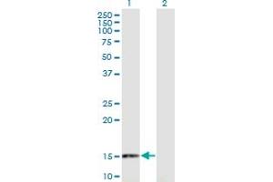 Western Blot analysis of RANGRF expression in transfected 293T cell line by RANGRF monoclonal antibody (M02), clone 1H4. (RANGRF Antikörper  (AA 1-146))