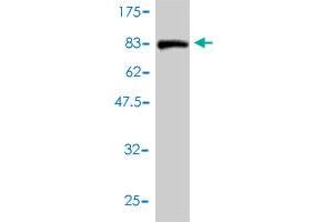 Western Blot detection against Immunogen (84.