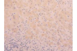 IHC-P analysis of Human Liver Tissue, with DAB staining. (PHPT1 Antikörper  (AA 1-125))