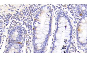 Detection of GHRL in Human Colon Tissue using Polyclonal Antibody to Ghrelin (GHRL) (Ghrelin Antikörper  (AA 25-117))