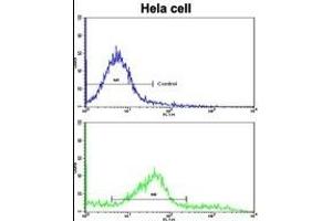 Flow cytometric analysis of hela cells using CLNS1A Antibody (C-term)(bottom histogram) compared to a negative control (top histogram). (CLNS1A Antikörper  (C-Term))