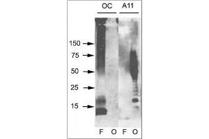 Western blot analysis of Aβ42 fibrils and prefibrillar oligomers. (Amyloid Fibrils Antikörper)