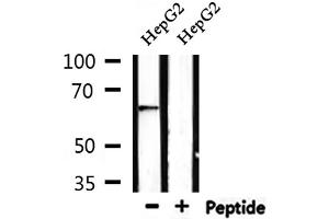 Western blot analysis of extracts from HepG2, using AIFM1 Antibody.