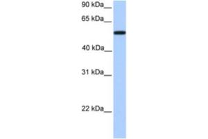 Western Blotting (WB) image for anti-UDP Glucuronosyltransferase 2 Family, Polypeptide A3 (UGT2A3) antibody (ABIN2463296) (UGT2A3 Antikörper)
