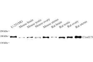 Western blot analysis of C1orf173 (ABIN7074073) at dilution of 1: 1000 (Glutamate-Rich Protein 3 (ERICH3) Antikörper)