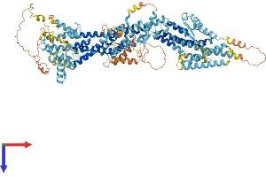 TUBGCP5 Protein (AA 1-1024) (His tag)