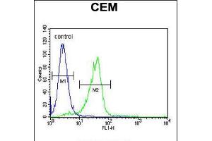 Flow cytometric analysis of CEM cells (right histogram) compared to a negative control cell (left histogram). (C11ORF74 Antikörper  (C-Term))
