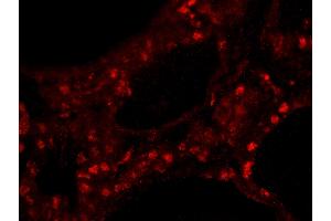 Immunofluorescence (IF) image for anti-Zinc Finger Protein 318 (Znf318) (AA 2049-2099) antibody (ABIN7449041)