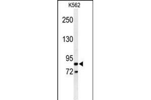 Western blot analysis of AVIL Antibody (N-term) (ABIN650952 and ABIN2840008) in K562 cell line lysates (35 μg/lane). (Advillin Antikörper  (N-Term))