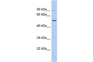 Western Blotting (WB) image for anti-N-Acyl Phosphatidylethanolamine phospholipase D (NAPEPLD) (C-Term) antibody (ABIN2786442) (NAPEPLD Antikörper  (C-Term))