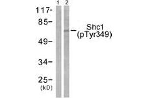 Western blot analysis of extracts from 293 cells treated with EGF 200ng/ml 30', using Shc (Phospho-Tyr349) Antibody. (SHC1 Antikörper  (pTyr349))