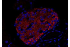 Indirect immunostaining of an islet of Langerhans in a paraffin embedded mouse pancreas section (dilution 1 : 200; red). (Uncoating ATPase (AA 1-650) Antikörper)