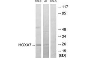 Western blot analysis of extracts from COLO205/Jurkat cells, using HOXA7 Antibody.