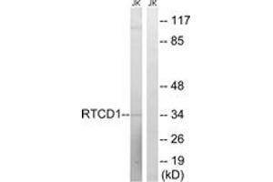 Western Blotting (WB) image for anti-RNA terminal Phosphate Cyclase Domain 1 (RTCD1) (AA 317-366) antibody (ABIN2890599) (RTCD1 Antikörper  (AA 317-366))