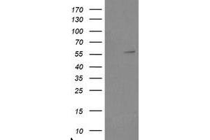 Image no. 1 for anti-TRAF Interacting Protein (TRAIP) (AA 67-313) antibody (ABIN1491634) (TRAIP Antikörper  (AA 67-313))