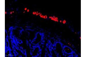 Immunofluorescent analysis of paraffin embedded mouse colon using peripherin (ABIN7075012) at dilution of 1: 1600 (Peripherin Antikörper)