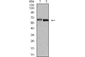 Western blot analysis using VP2 mouse mAb against A431 (1) and BCBL-1 (2) cell lysate. (VP2 (AA 296-438) Antikörper)