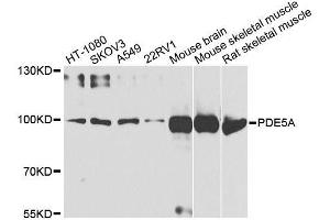 Western blot analysis of extracts of various cell lines, using PDE5A antibody. (PDE5A Antikörper  (AA 1-150))