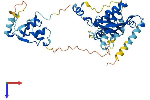 SMARCB1 Protein (AA 1-385) (His tag)