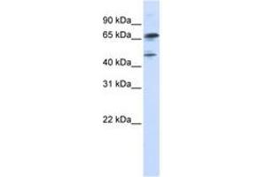 Image no. 1 for anti-Forkhead Box P4 (FOXP4) (N-Term) antibody (ABIN6742911) (FOXP4 Antikörper  (N-Term))