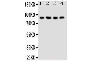 Western Blotting (WB) image for anti-Neuregulin 2 (NRG2) (AA 289-306), (Middle Region) antibody (ABIN3044233) (Neuregulin 2 Antikörper  (Middle Region))
