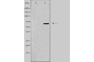 Western blot analysis of extracts from K562 cells, using EPN3 antibody. (EPN3 Antikörper  (Internal Region))