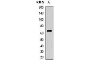 Western blot analysis of CD96 expression in HEK293T (A) whole cell lysates. (CD96 Antikörper)