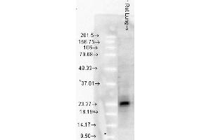 SMC 114 Rat LungTissue 10ug Hsp25 WB 1 in 1000. (HSP27 Antikörper)
