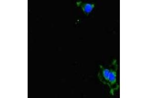Immunofluorescent analysis of Hela cells using ABIN7143664 at dilution of 1:100 and Alexa Fluor 488-congugated AffiniPure Goat Anti-Rabbit IgG(H+L) (ALDH16A1 Antikörper  (AA 1-220))