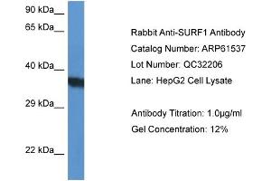 Western Blotting (WB) image for anti-Surfeit 1 (SURF1) (N-Term) antibody (ABIN2788832)