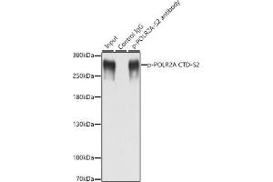 Immunoprecipitation analysis of 200 μg extracts of MCF-7 cells, using 3 μg Phospho-POLR2A CTD-S2 antibody (ABIN6135286, ABIN6136194, ABIN6136195 and ABIN6225651). (POLR2A/RPB1 Antikörper  (pSer2))