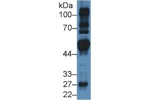 FRS2 Antikörper  (AA 239-449)