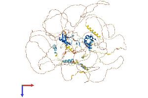 Cordon-Bleu WH2 Repeat Protein (COBL) (AA 1-1261) protein (His tag)