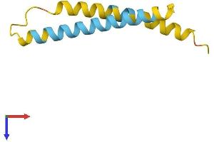 Neuronatin (NNAT) (AA 1-81) protein (Fc Tag)