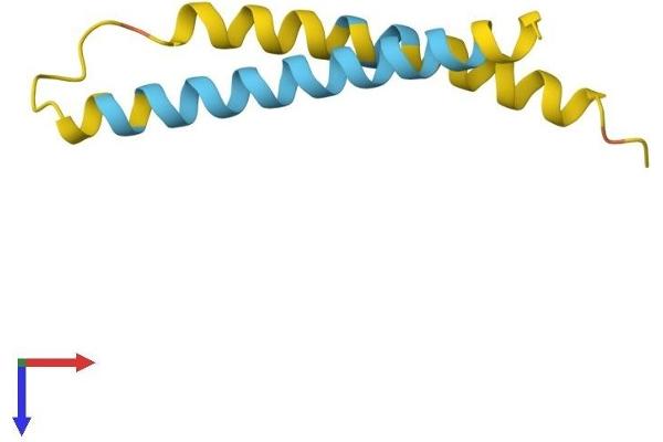 Neuronatin (NNAT) (AA 1-81) protein (Fc Tag)