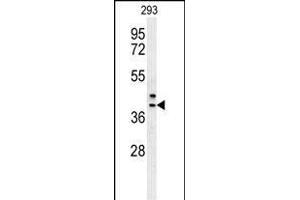 CLG Antibody (Center) (ABIN652066 and ABIN2840534) western blot analysis in 293 cell line lysates (35 μg/lane). (CAMLG Antikörper  (AA 111-138))