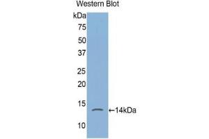 Detection of recombinant FKBP1A using Polyclonal Antibody to FK506 Binding Protein 1A (FKBP1A) (FKBP1A Antikörper  (AA 2-108))