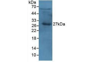 Western Blot; Sample: Human Serum. (APOA1 Antikörper  (AA 122-267))