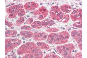 Human Adrenal (formalin-fixed, paraffin-embedded) stained with PSENENat 5 µg/ml followed by biotinylated goat anti-rabbit IgG secondary antibody, alkaline phosphatase-streptavidin and chromogen. (PEN2 Antikörper  (N-Term))
