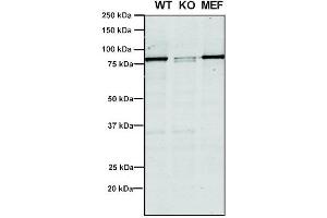 Western Blot analysis of Human, Mouse A549, MEF showing detection of VPS35 protein using Mouse Anti-VPS35 Monoclonal Antibody, Clone 5A9 (ABIN6932951). (VPS35 Antikörper  (HRP))
