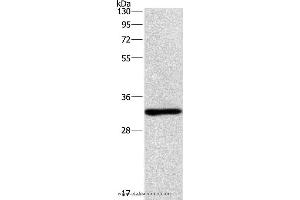 Western blot analysis of mouse kindey tissue, using NAPSA Polyclonal Antibody at dilution of 1:500 (NAPSA Antikörper)