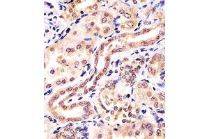 Antibody staining KCTD11 in human kidney tissue sections by Immunohistochemistry (IHC-P - paraformaldehyde-fixed, paraffin-embedded sections). (KCTD11 Antikörper  (AA 21-53))